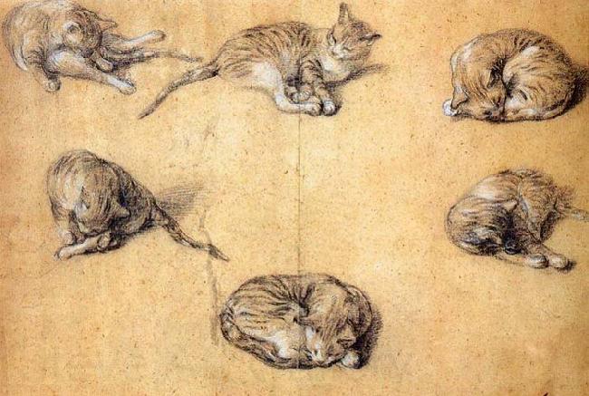 GAINSBOROUGH, Thomas Six studies of a cat